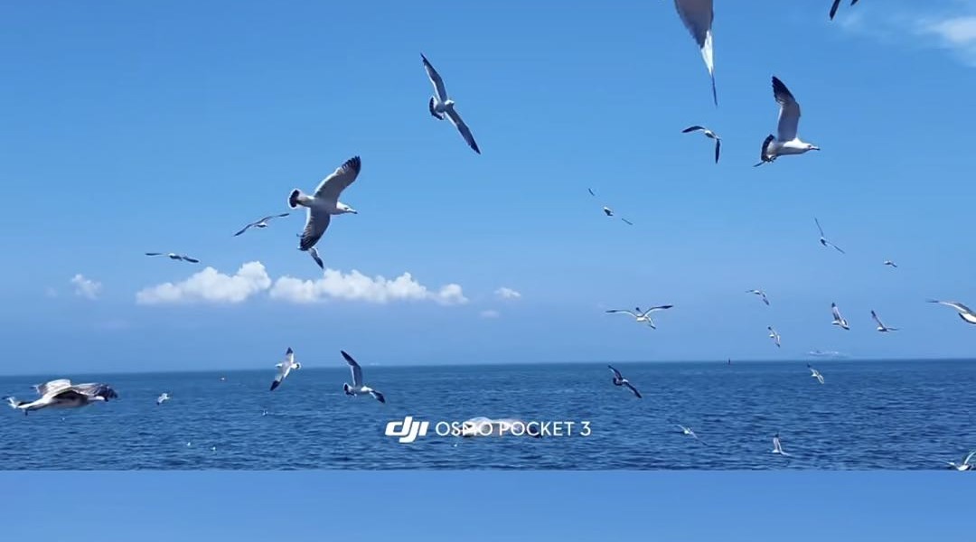 海边海鸥
