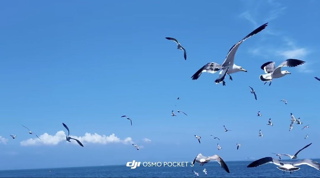 海边海鸥